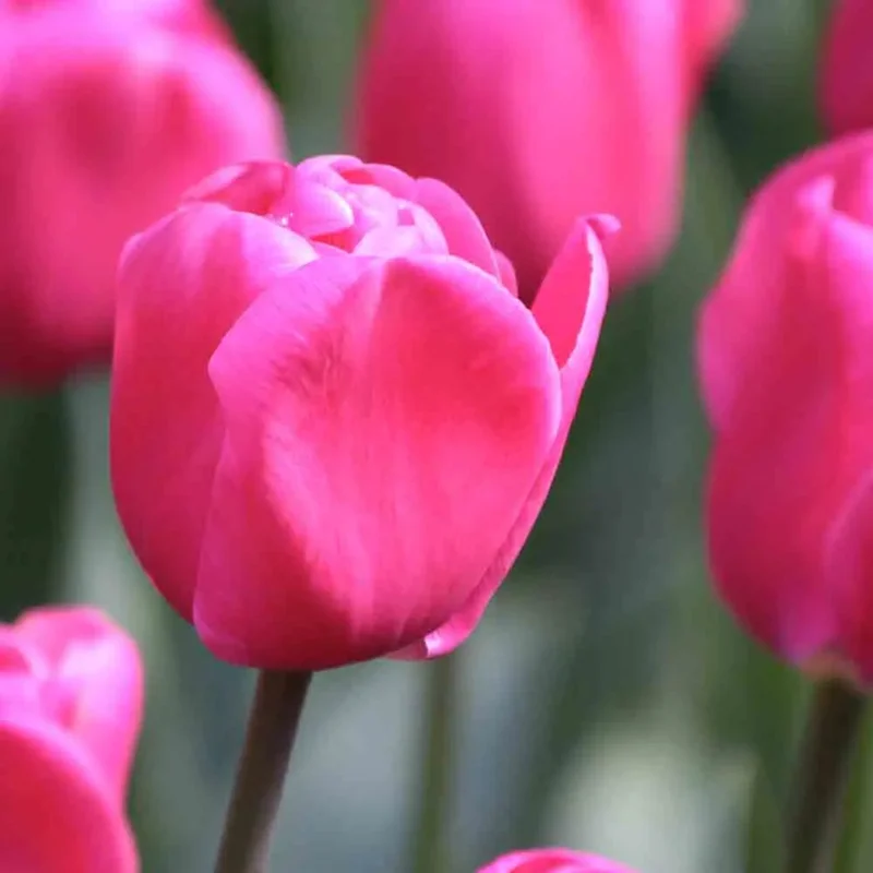 Tulipe Triomphe Carola