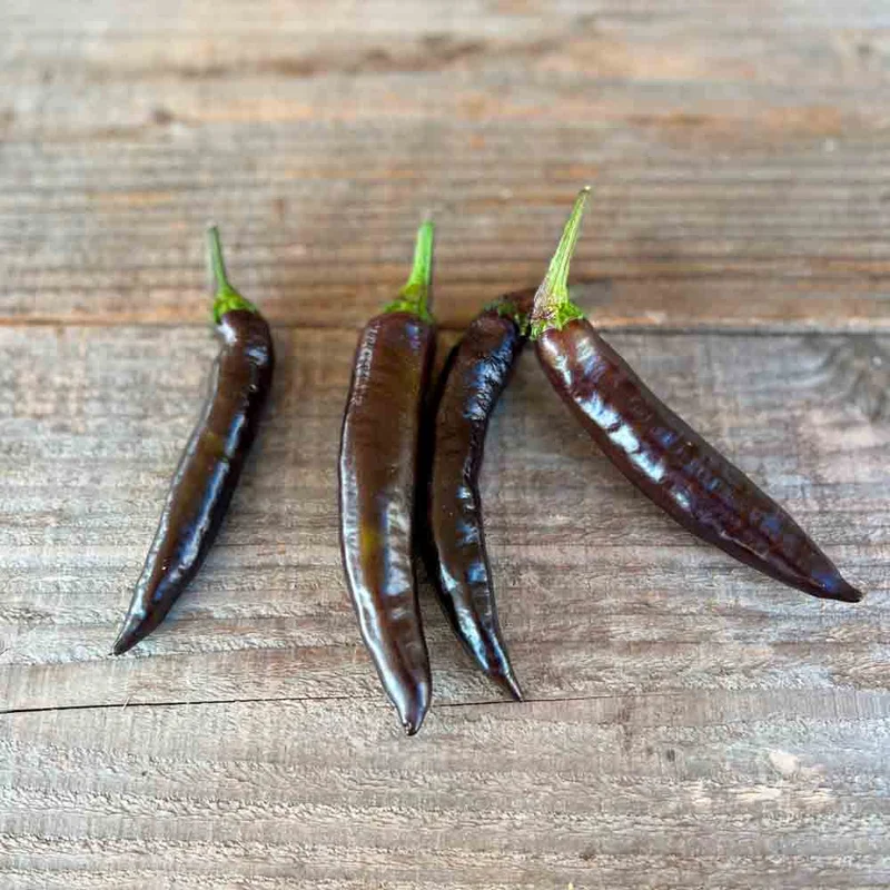 Poivron Murasaki Purple