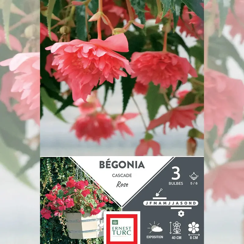 Bégonia Rose Cascade