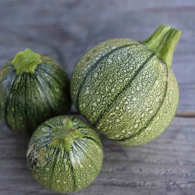 Courgette De Nice A Fruit Rond