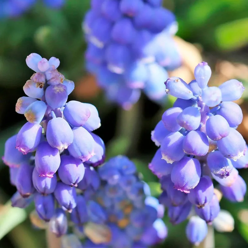 Muscari Early Bird