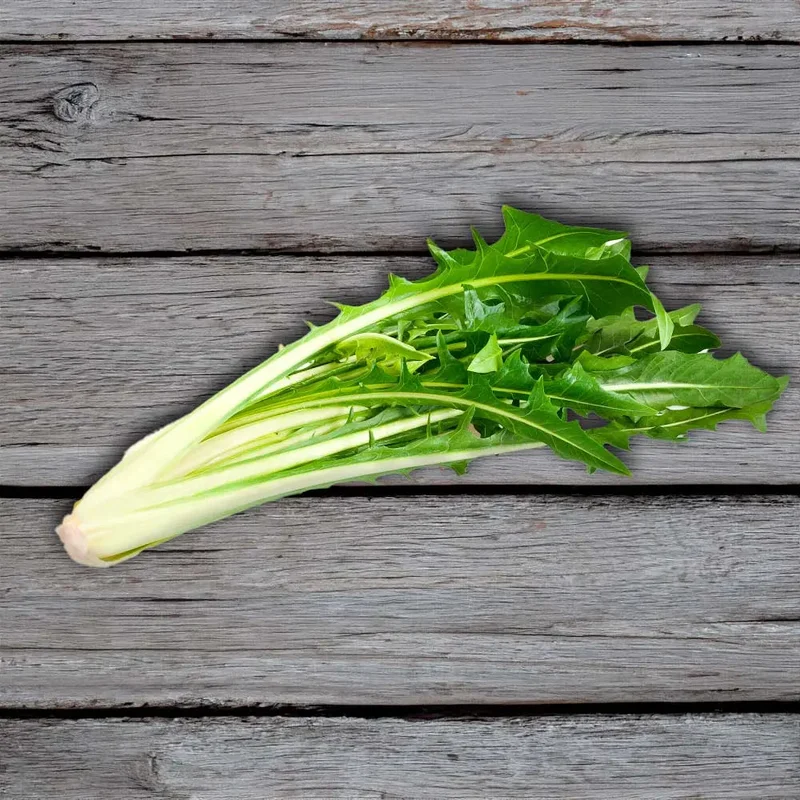 Chicoree Catalogne Géante De Chioggia