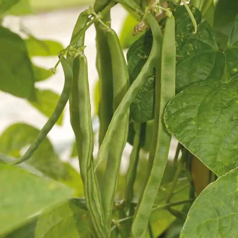 Haricot A Rames Phenomene