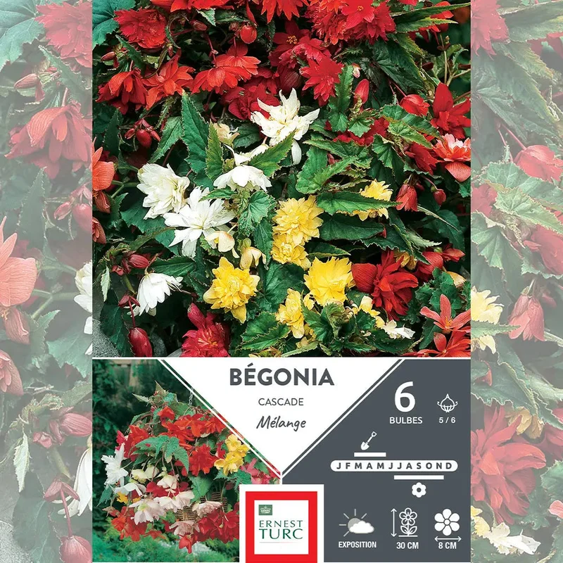 Bégonia Cascade Mélange