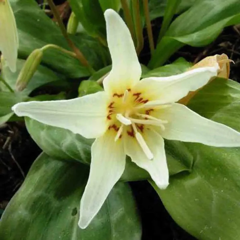 Erythronium White Beauty