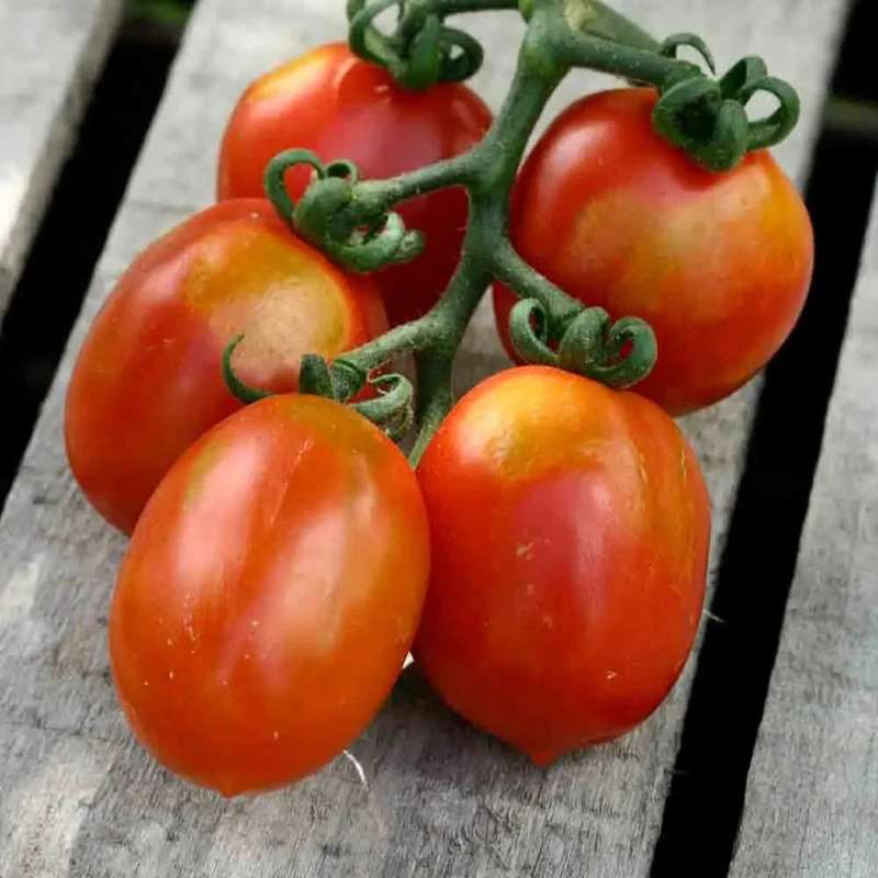 Tomate Cerisette Brin De Muguet