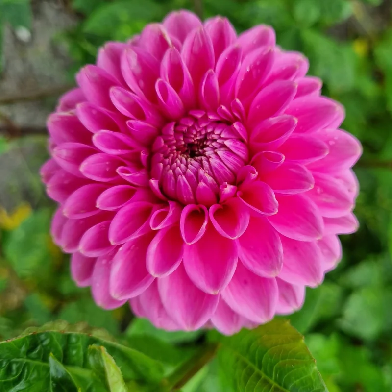 Dahlia Pompon Sandra