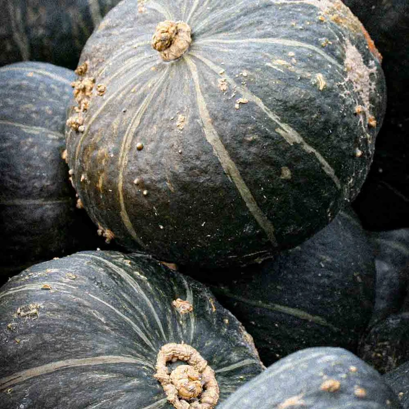 Potiron Doux Green Hokkaido