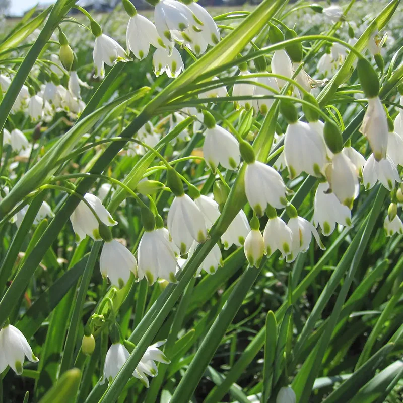 Niveole D'été Leucojum Aestivum 'gravetye Giant'