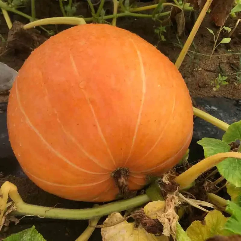 Potiron Atlantic Giant