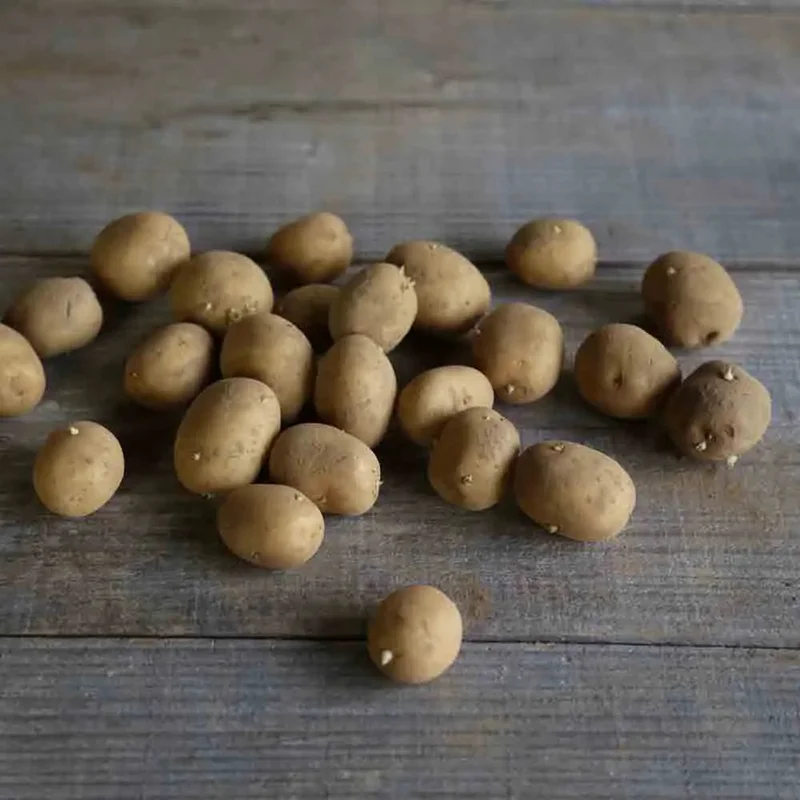 Pomme De Terre Agata