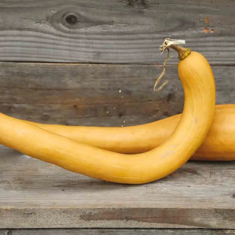 Courge Musquee Tromboncino D'albinga