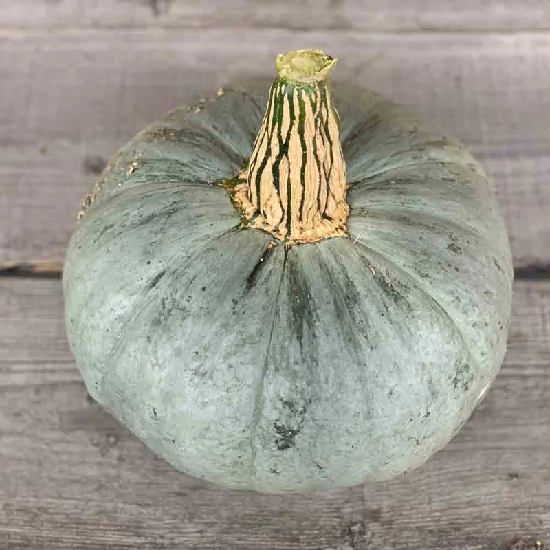 Potiron Berrettina Piacentina