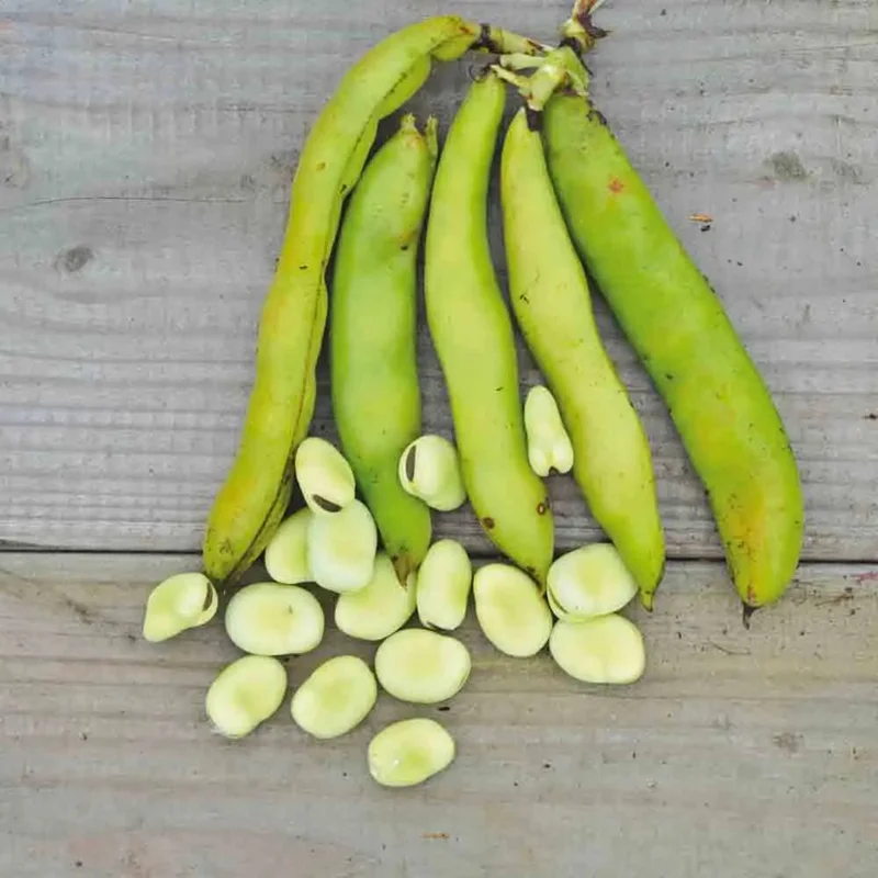 Feve Aguadulce A Tres Longue Cosse 80 G