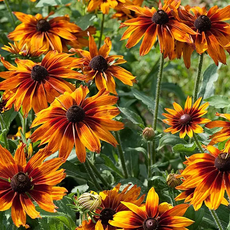 Rudbeckia Chocolate Orange