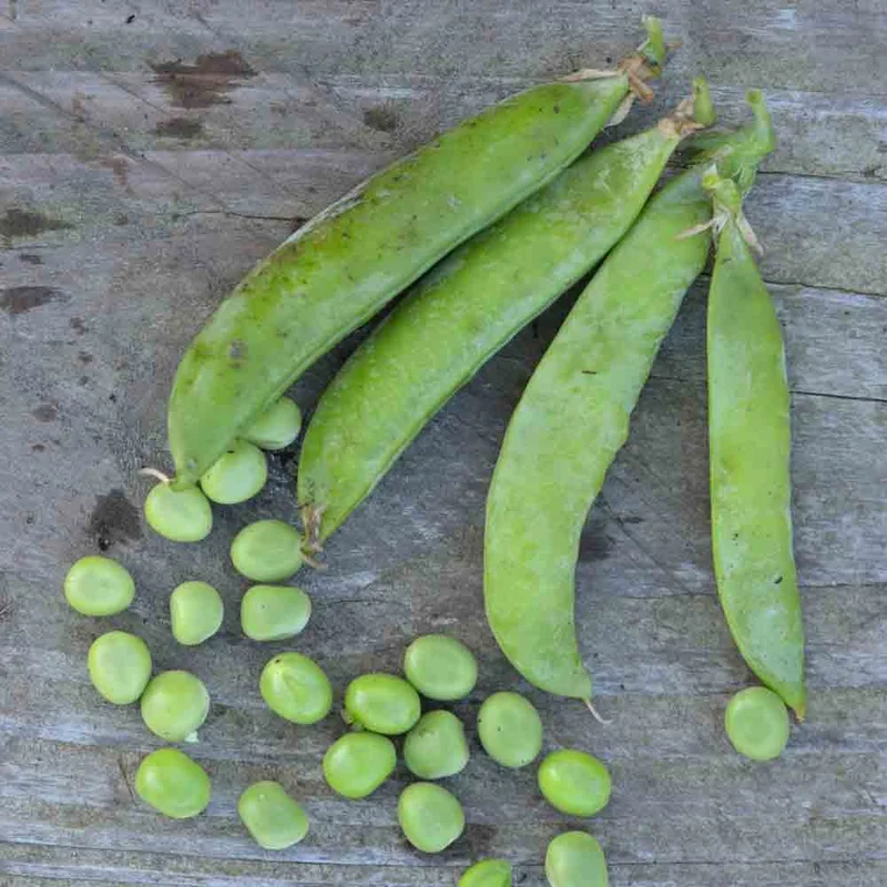 Pois Nain Petit Provencal Grain Rond A Ecosser