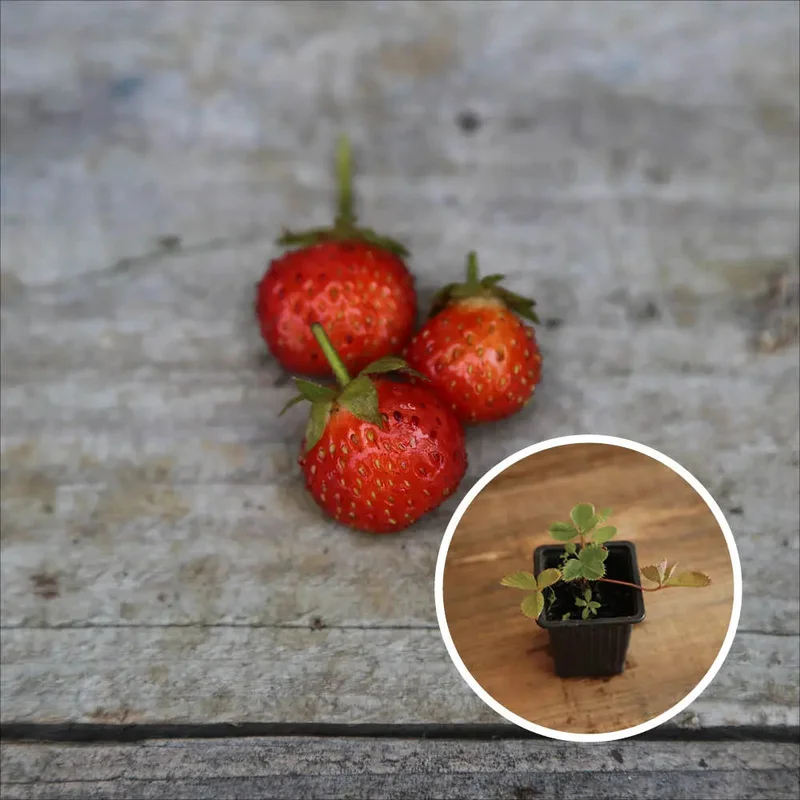 Fraisier Vicomtesse De Hericart De Thury