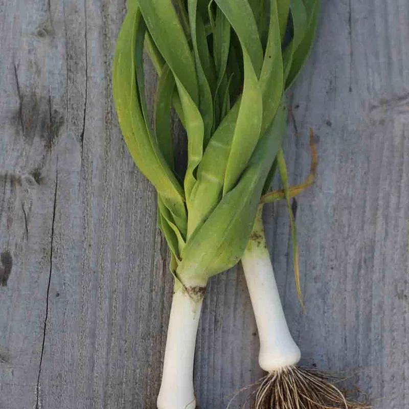 Poireau Jaune Gros Du Poitou