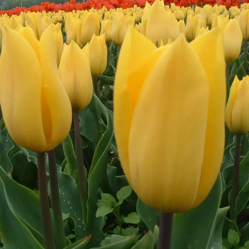 Tulipe Strong Gold