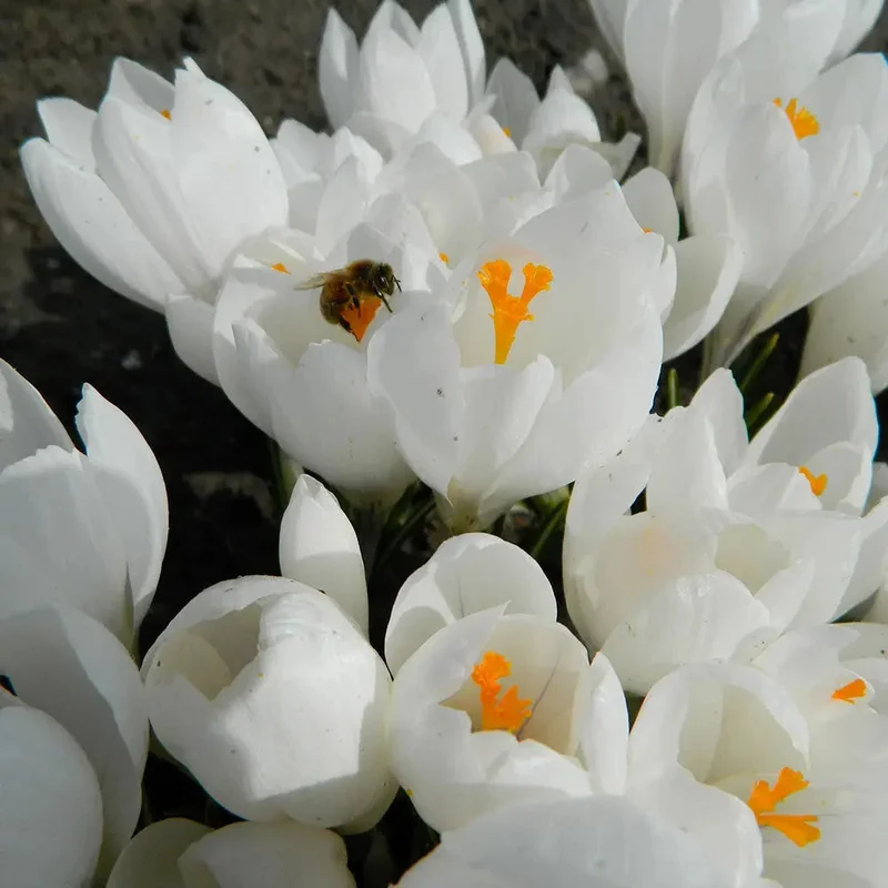 Crocus C. Vernus 'jeanne D'arc'