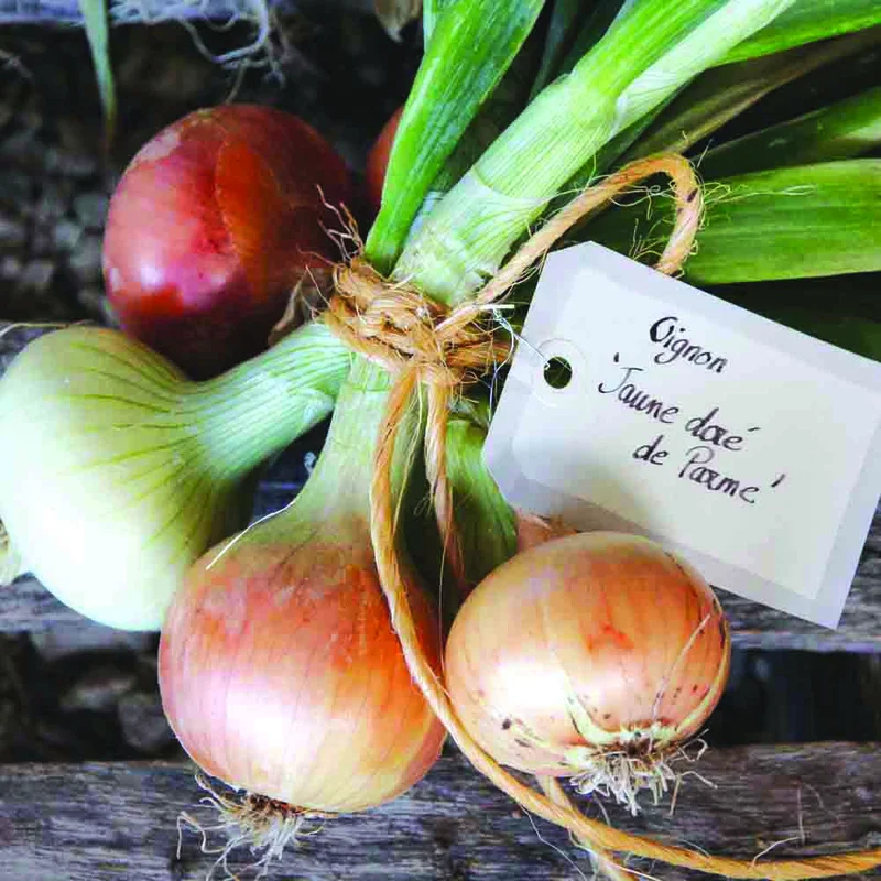 Oignon Dorata Di Parma