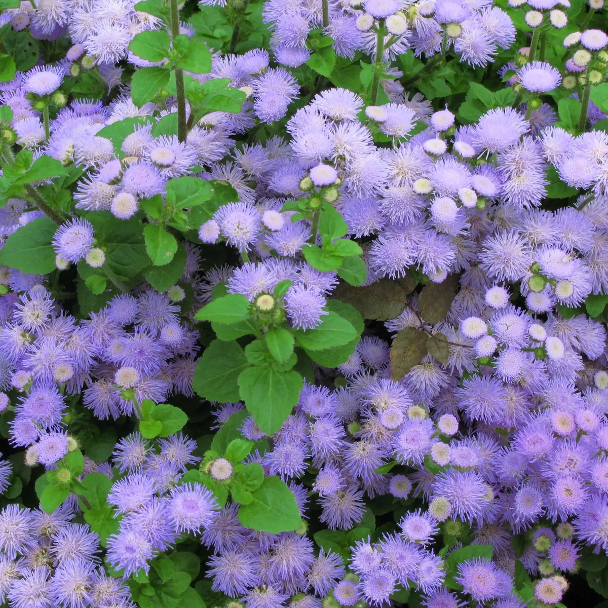 Ageratum