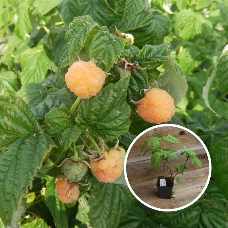 Framboisier Autumn Amber