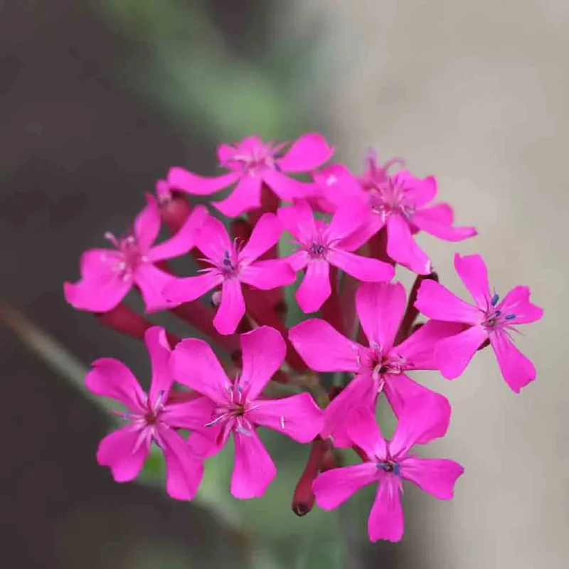 Silene A Bouquets Pourpre