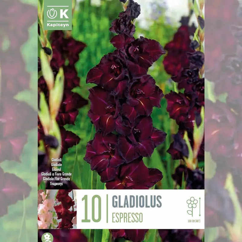 Glaïeul Espresso