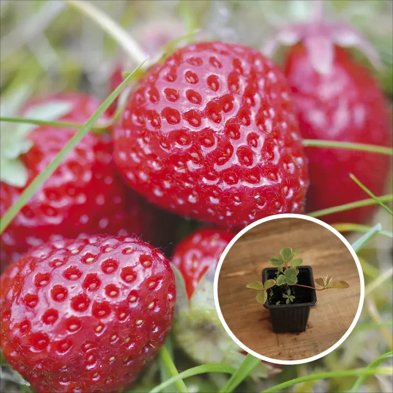 Fraisier Madame Moutot