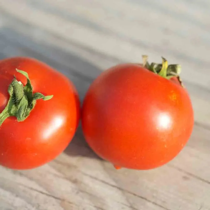 Tomate Budai Torpe