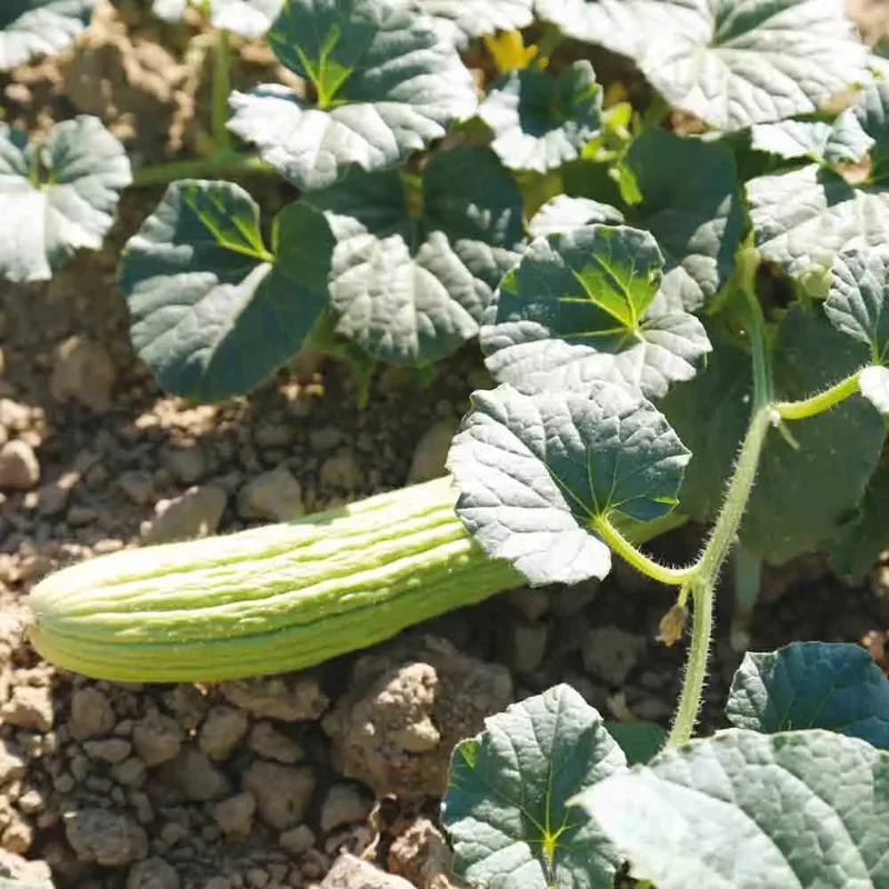 Melon Concombre Armenien