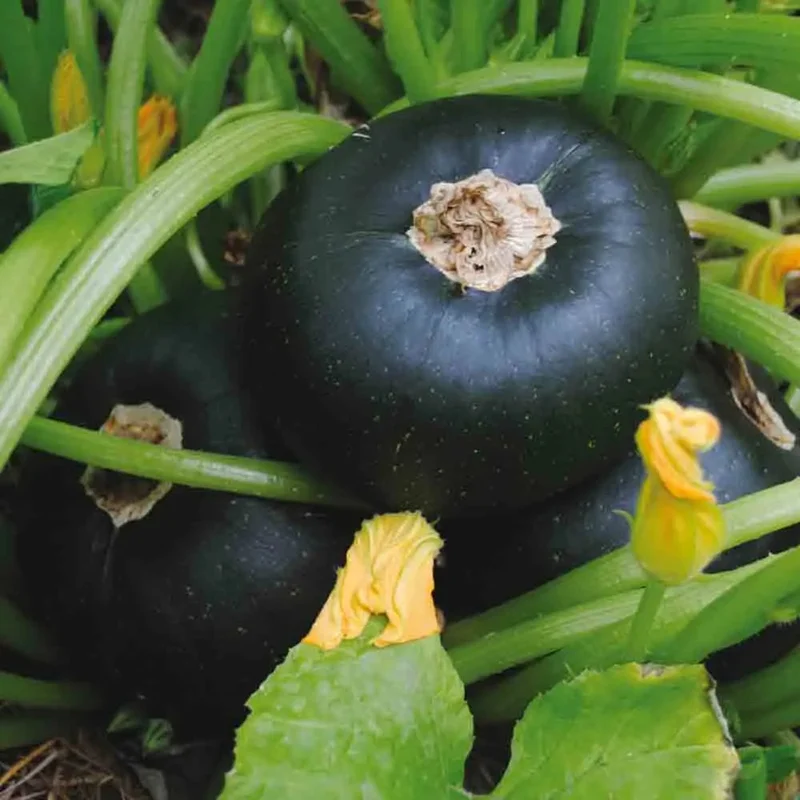 Courgette Tondo Di Piacenza