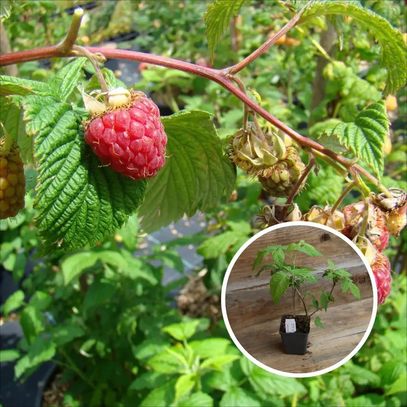 Framboisier Rouge Frida