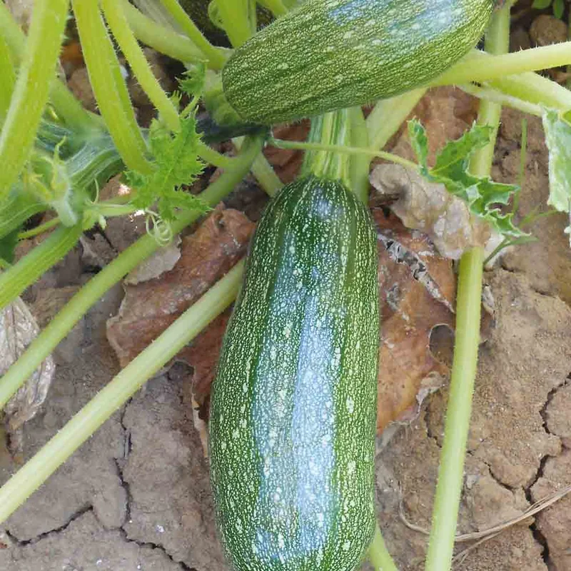 Courgette Verte Petite D'alger
