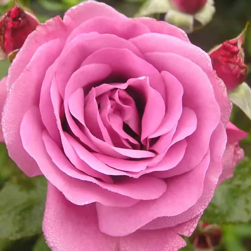 Rosier Bossuet, Aigle De Meaux® - Grandes Fleurs