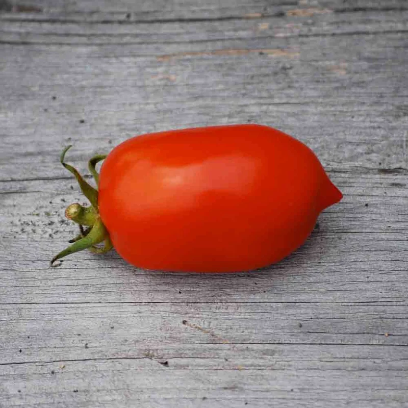 Tomate Roma Vf
