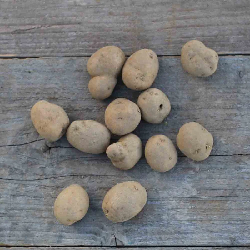 Pomme De Terre Bintje