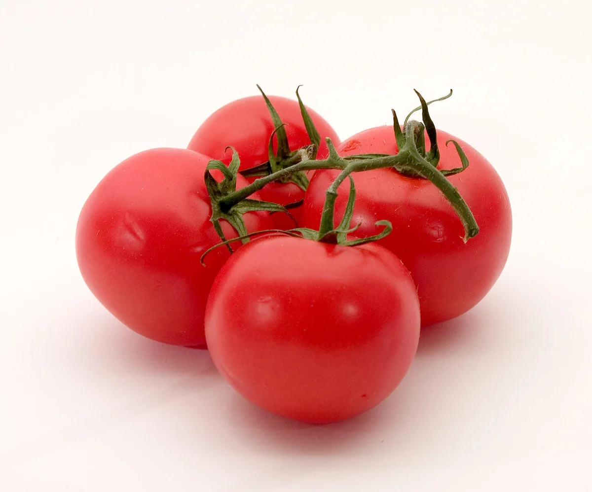 Tomate Sparta F1