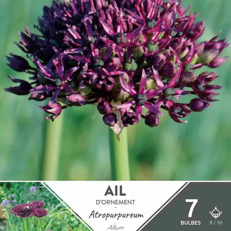 Allium Atropurpureum