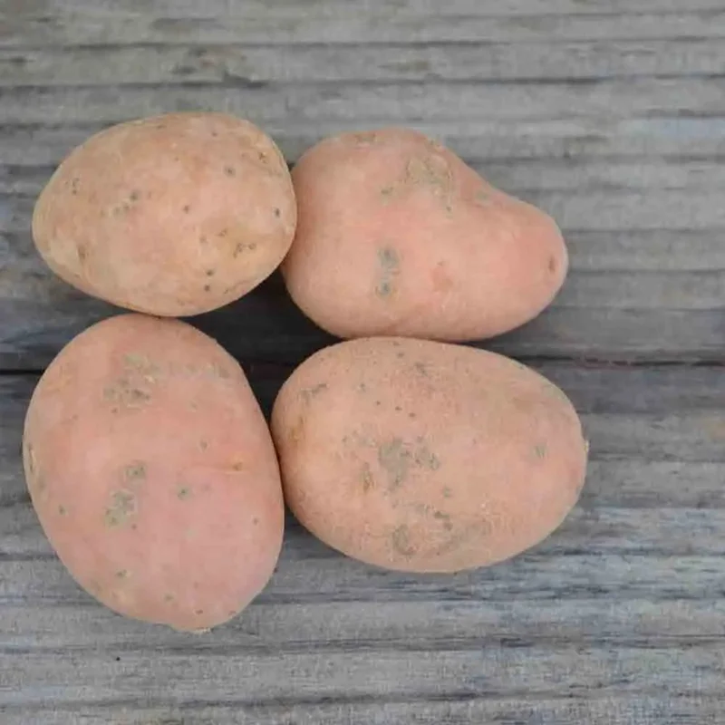 Pomme De Terre Desiree