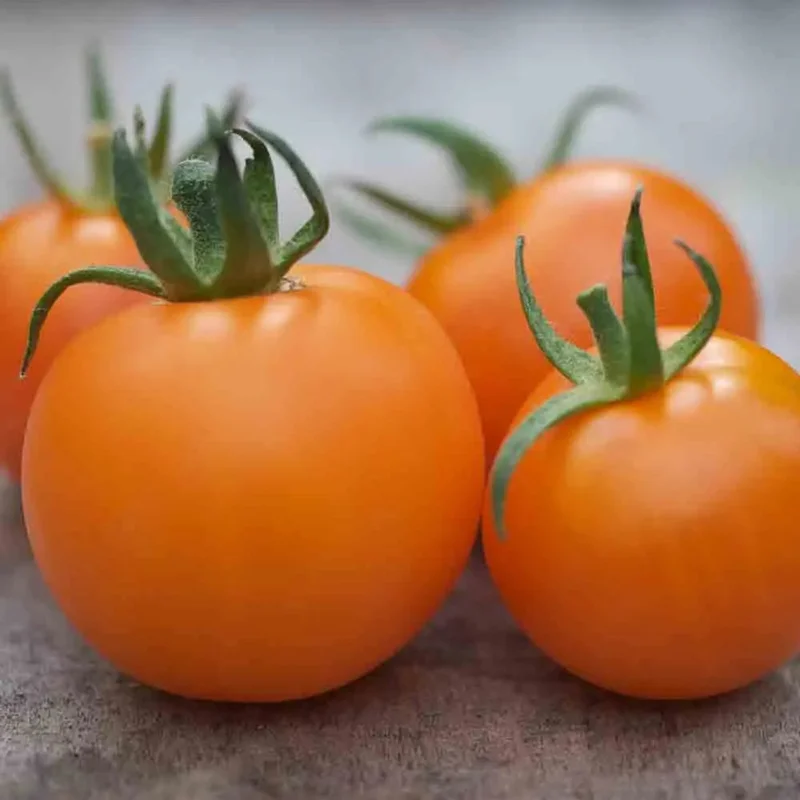 Tomate Orange Bourgoin