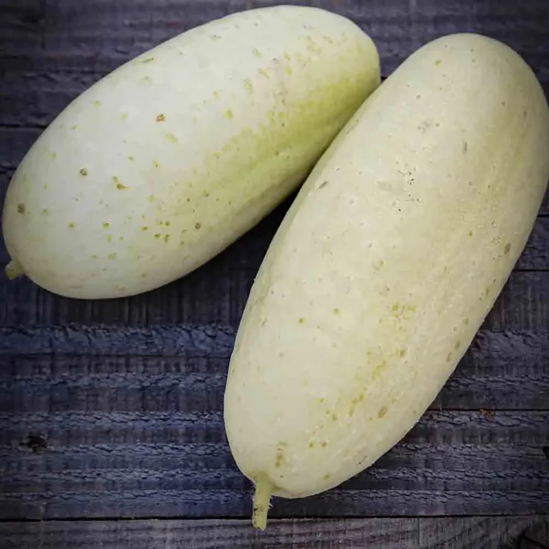 Concombre Blanc Long Parisien