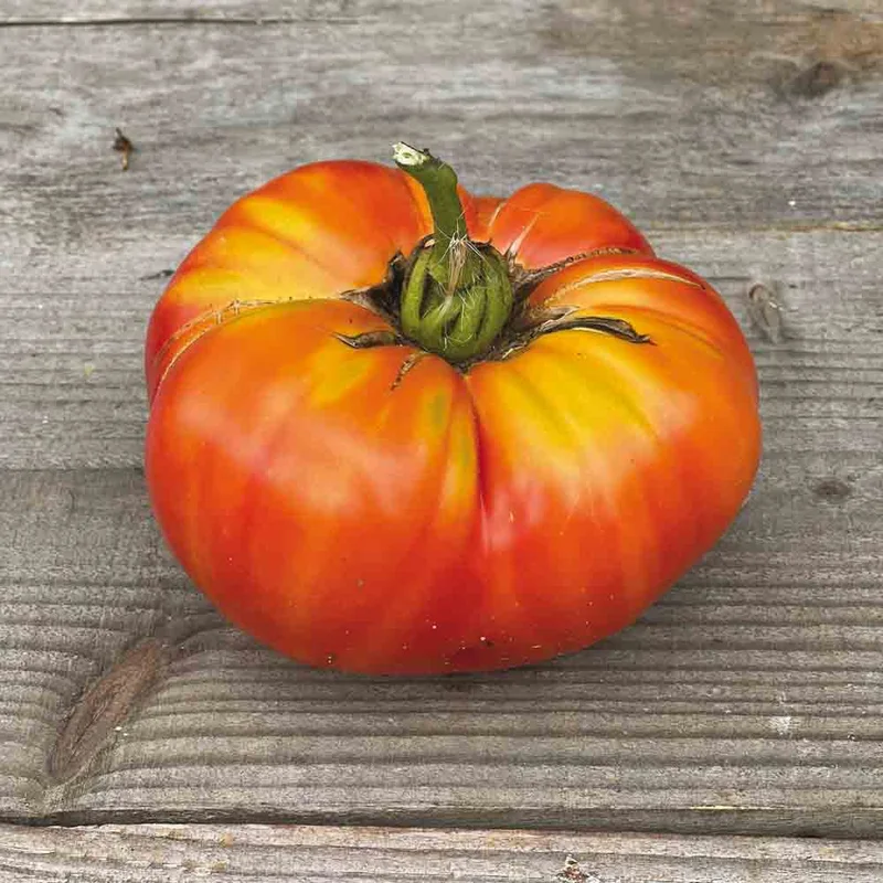 Tomate Striped German