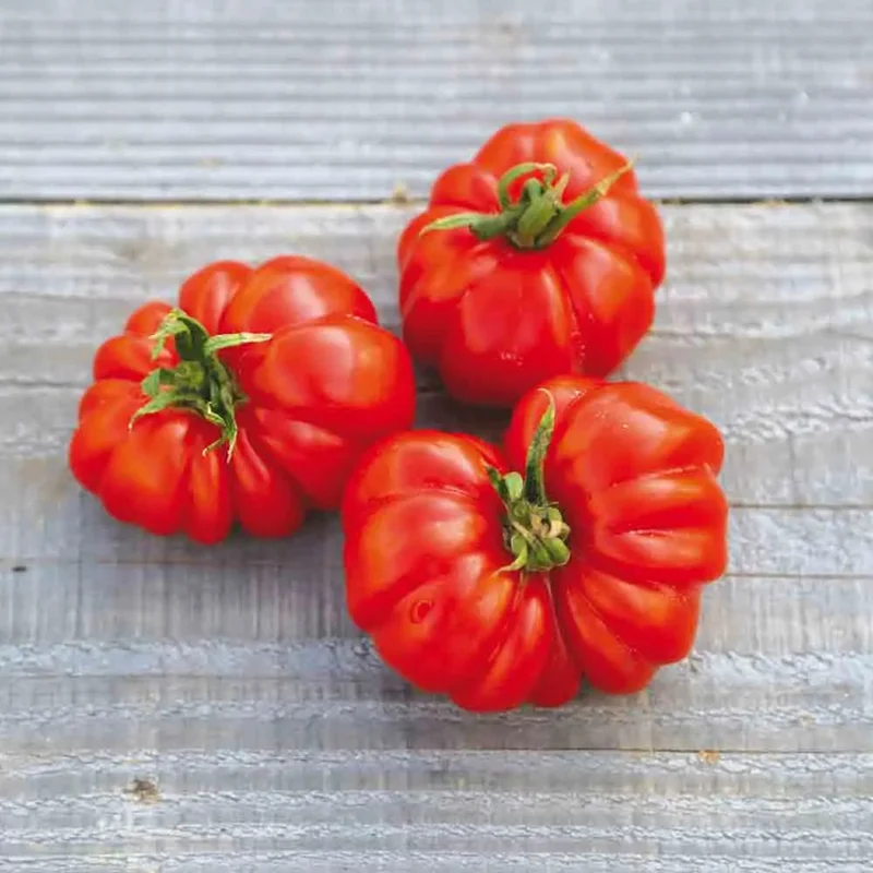 Tomate Costoluto Genovese