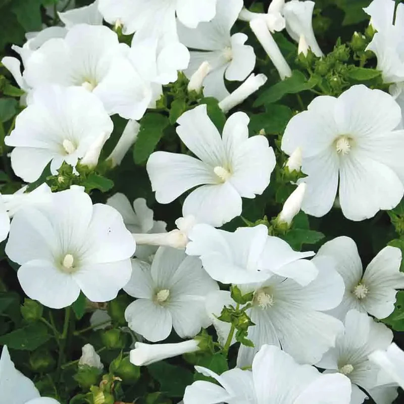 Lavatere Annuelle Mont Blanc