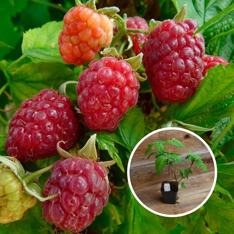 Framboisier Happystar®