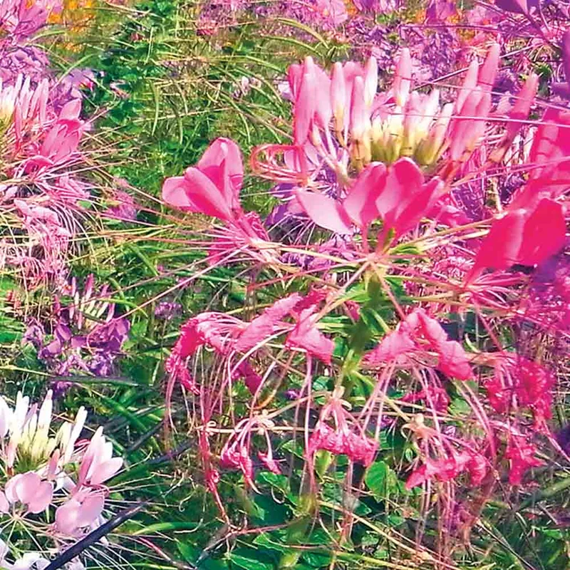 Cleome Variee