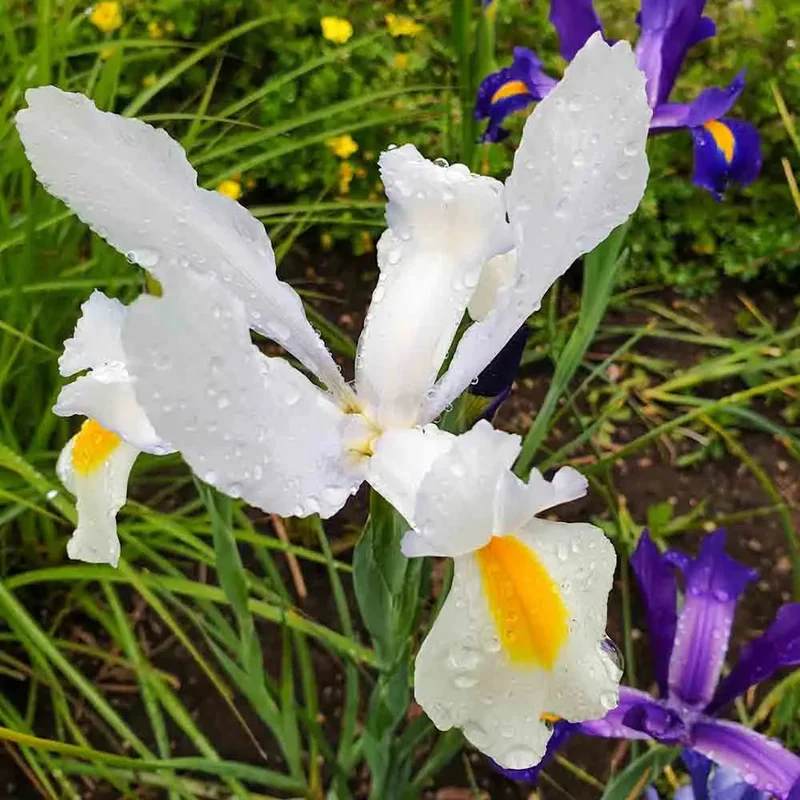 Iris Hollandica Casablanca