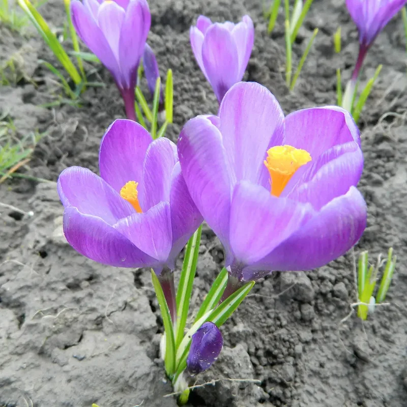 Crocus C. Vernus 'flower Record'